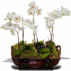 2 dal orkide saksı çiçeği Ankara Bağlum Çiçekçi firma ürünümüz  