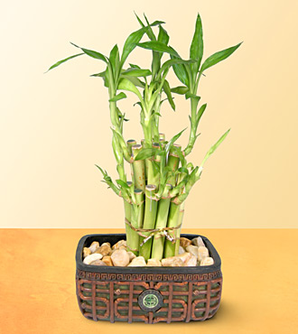Ankara çiçek siparişi sitemizin görsel ürünü  Lucky Bamboo şans meleği çiçeği bambu çiçeği