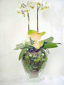 Ankara Sincan fatih Çiçekçi firması ürünümüz  1 dal saksı orkide çiçeği iç mekan süs bitkisi