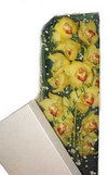 Ankara Ostim çiçek gönderimi  firması ürünümüz   kutu içinde tek dal kesme orkide